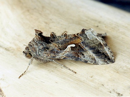 Silver Y Autographa gamma