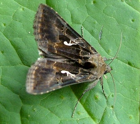 Silver Y Autographa gamma