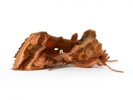 Plain Golden Y Autographa jota