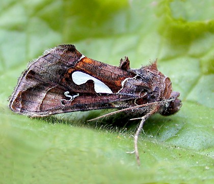 Adult &bull; Gower, Glamorgan &bull; &copy; David Painter