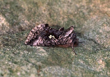 Scarce Silver Y Syngrapha interrogationis