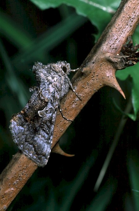 Scarce Silver Y Syngrapha interrogationis