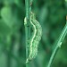 Larva • E. Invernessshire • © Roy Leverton
