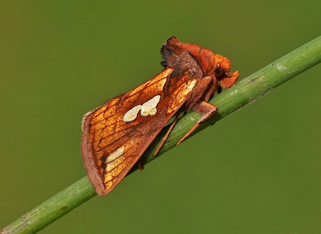 Gold Spot Plusia festucae