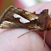 ab. coalescens • Guernsey, Channel Islands • © Mark Lawlor