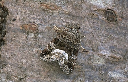 Marbled White Spot Deltote pygarga