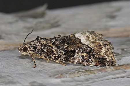 Marbled White Spot Deltote pygarga