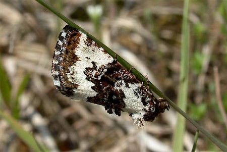 Pretty Marbled Deltote deceptoria