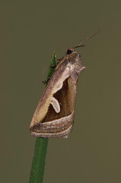 Silver Hook Deltote uncula
