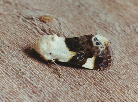 Pale Shoulder Acontia lucida