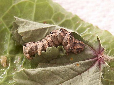 Pale Shoulder Acontia lucida