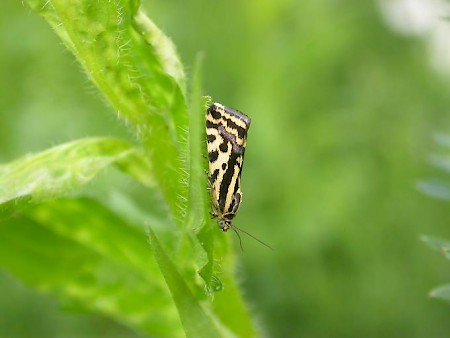 Spotted Sulphur Acontia trabealis