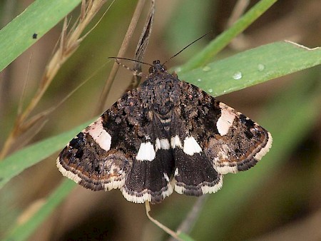 The Four-spotted Tyta luctuosa