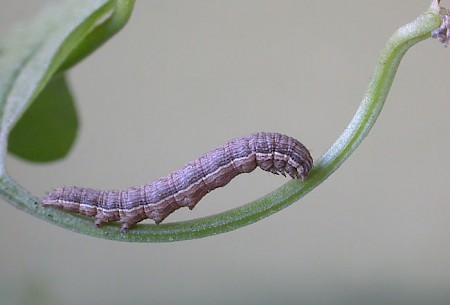 The Four-spotted Tyta luctuosa