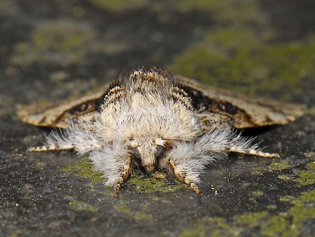 Nut-tree Tussock Colocasia coryli