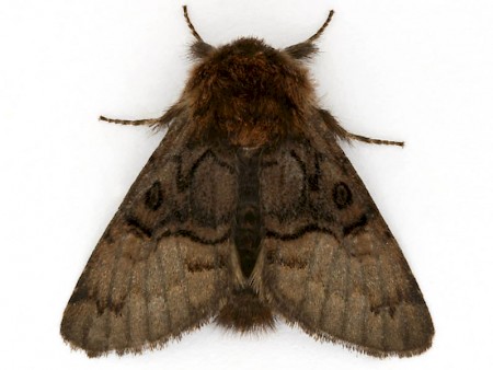 Nut-tree Tussock Colocasia coryli