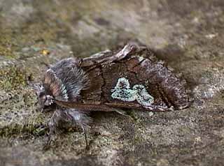 Figure of Eight Diloba caeruleocephala