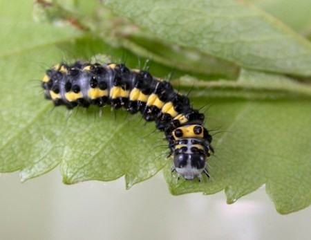 Figure of Eight Diloba caeruleocephala