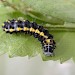 Early instar larva • Congleton, Cheshire • © Ian Kimber
