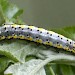 Final instar larva • Congleton, Cheshire • © Ian Kimber