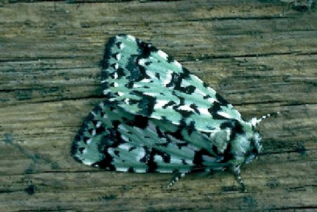 Scarce Merveille du Jour Moma alpium