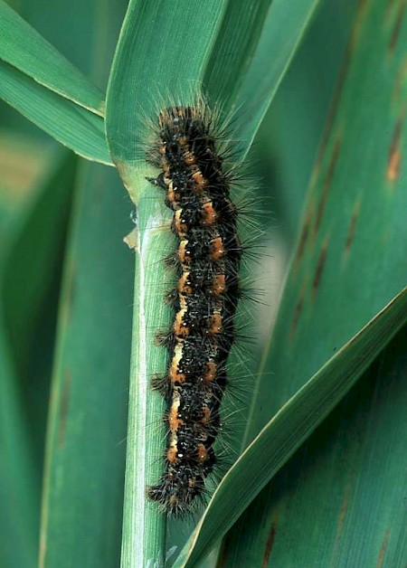 Reed Dagger Simyra albovenosa