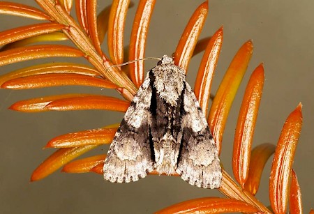 Alder Moth Acronicta alni