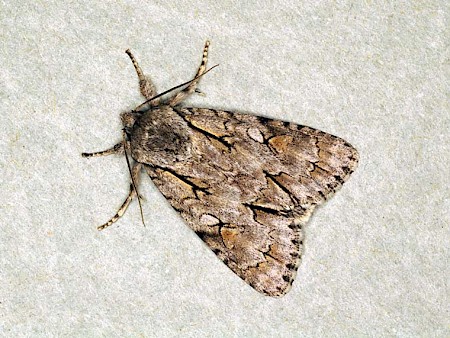 Dark Dagger Acronicta tridens