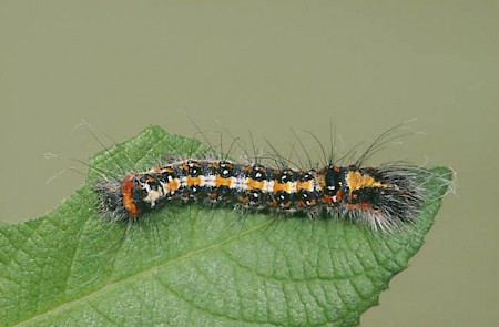 Dark Dagger Acronicta tridens