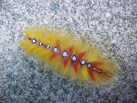 The Sycamore Acronicta aceris