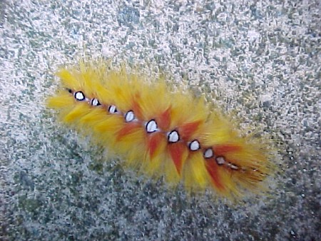 The Sycamore Acronicta aceris