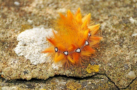 The Sycamore Acronicta aceris