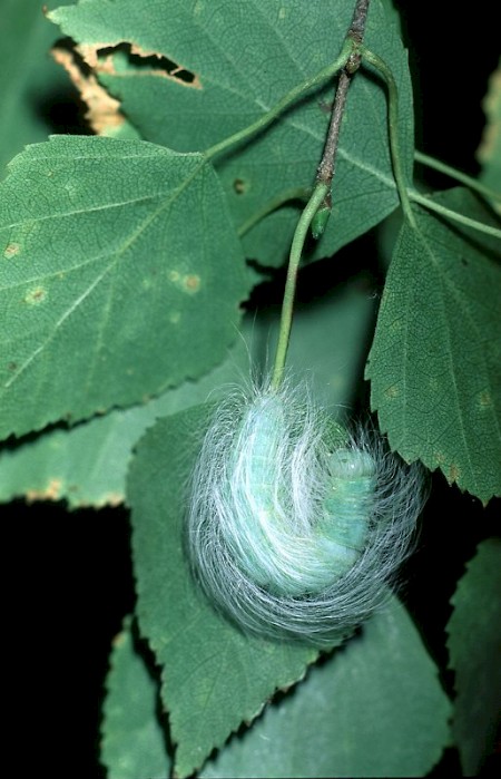 The Miller Acronicta leporina