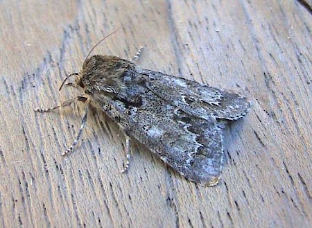 Light Knot Grass Acronicta menyanthidis