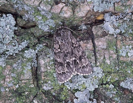 Scarce Dagger Acronicta auricoma