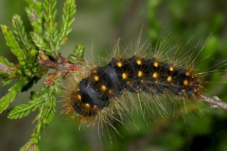 Scarce Dagger Acronicta auricoma