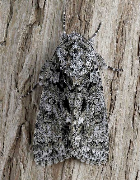 Knot Grass Acronicta rumicis