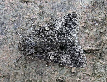 Poplar Grey Subacronicta megacephala