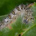 Larva • Brucht, The Netherlands • © Ab H. Baas