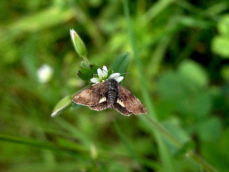 Small Yellow Underwing Panemeria tenebrata