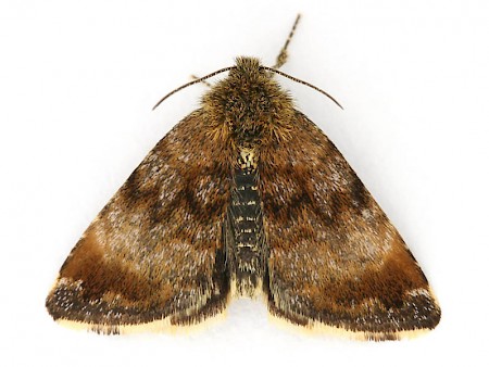 Small Yellow Underwing Panemeria tenebrata