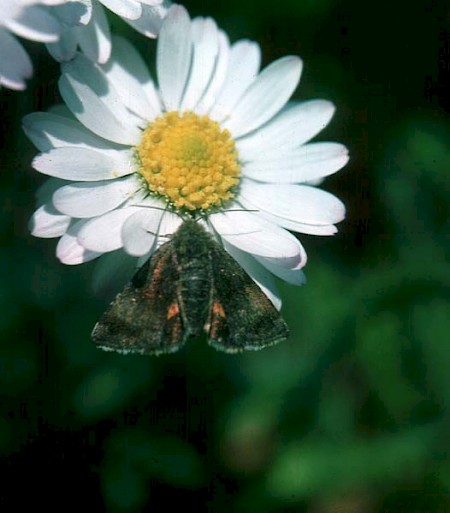 Small Yellow Underwing Panemeria tenebrata