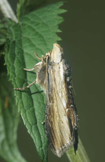 Water Betony | UKmoths