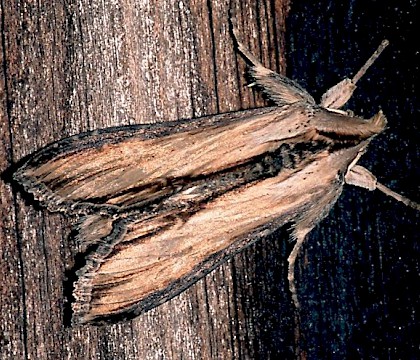 Adult • Ex larva, Hants. • © Nick Greatorex-Davies