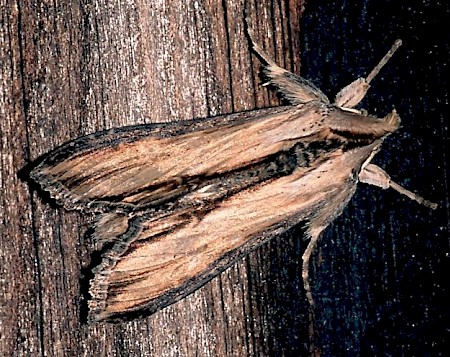 Striped Lychnis Cucullia lychnitis