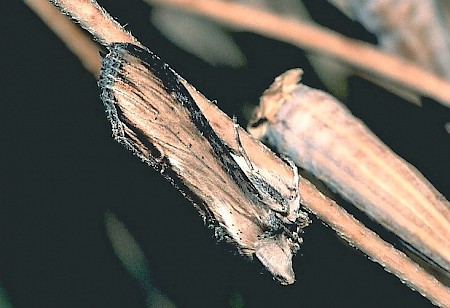 Striped Lychnis Cucullia lychnitis