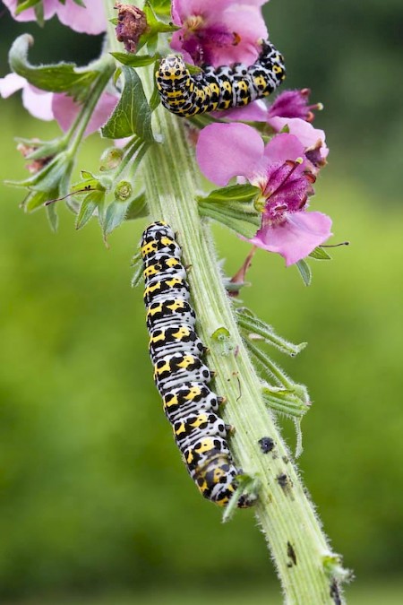 The Mullein Cucullia verbasci