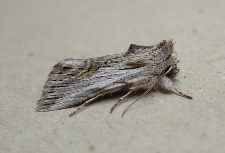 Antirrhinum Brocade Calophasia platyptera