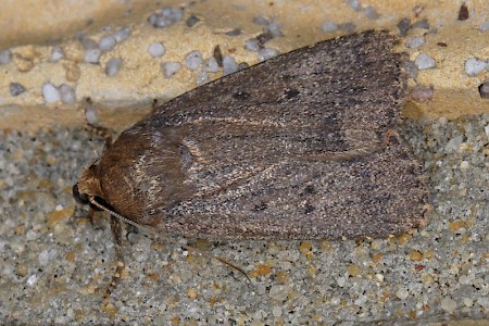 Mouse Moth Amphipyra tragopoginis