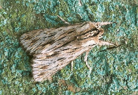 The Sprawler | UKmoths